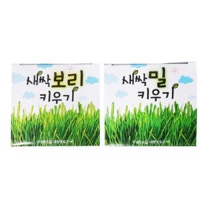 새싹키우기 낱개/1갑(12개입)/보리,밀/랜덤발송